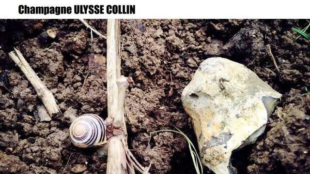 香檳酒農 I 虔誠隱士 Olivier Collin - WineNow HK 專欄文章