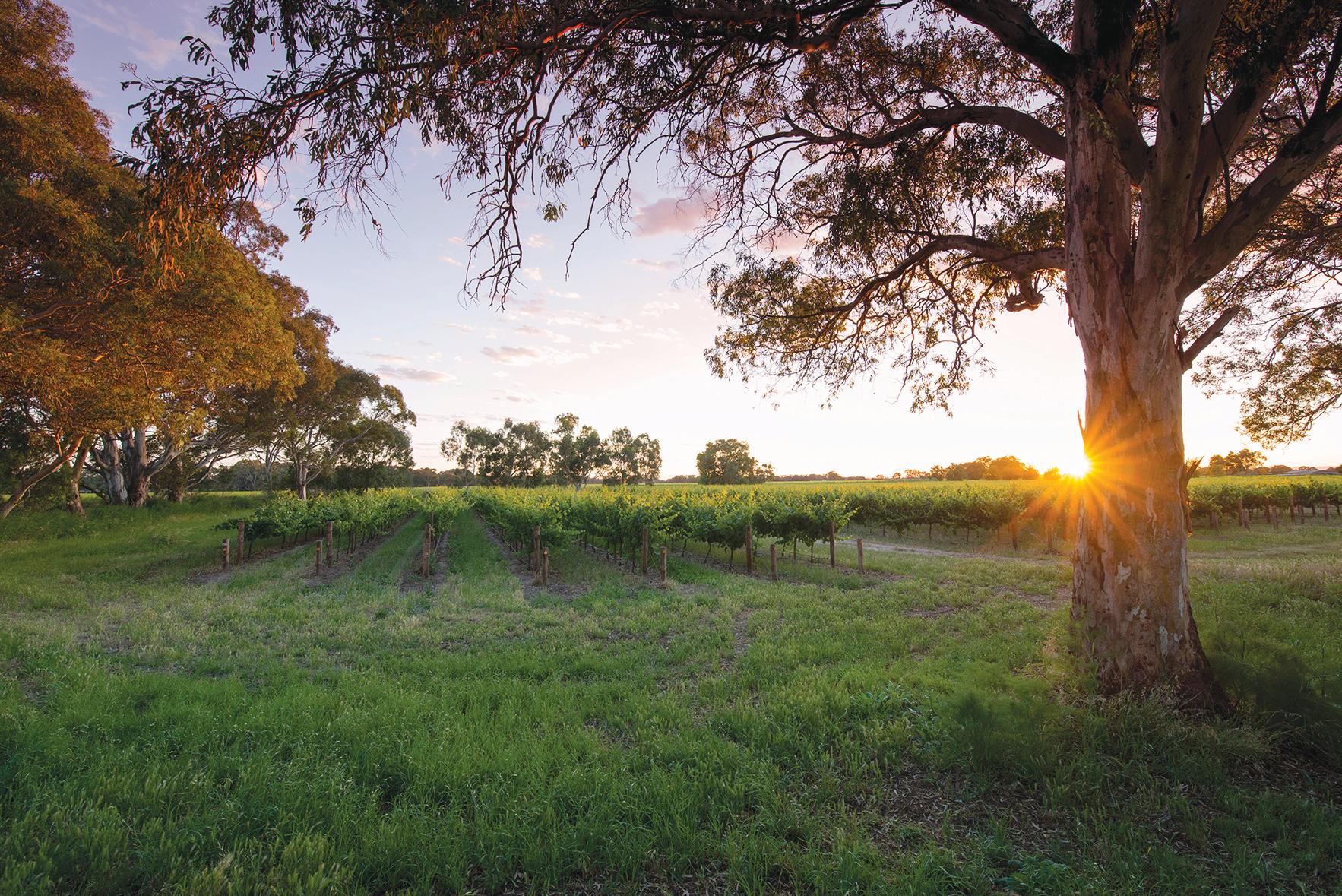 恪守信念  Bleasdale Vineyards - WineNow HK