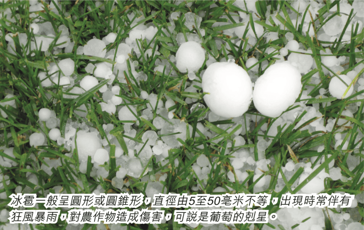 葡萄殺手——冰雹 - WineNow HK 專欄文章