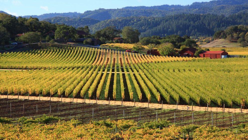 不起眼的葡萄站起來 - WineNow HK 專欄文章