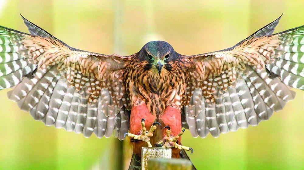 Lake Chalice 金杯湖 | 紐西蘭的精品酒莊 - WineNow HK