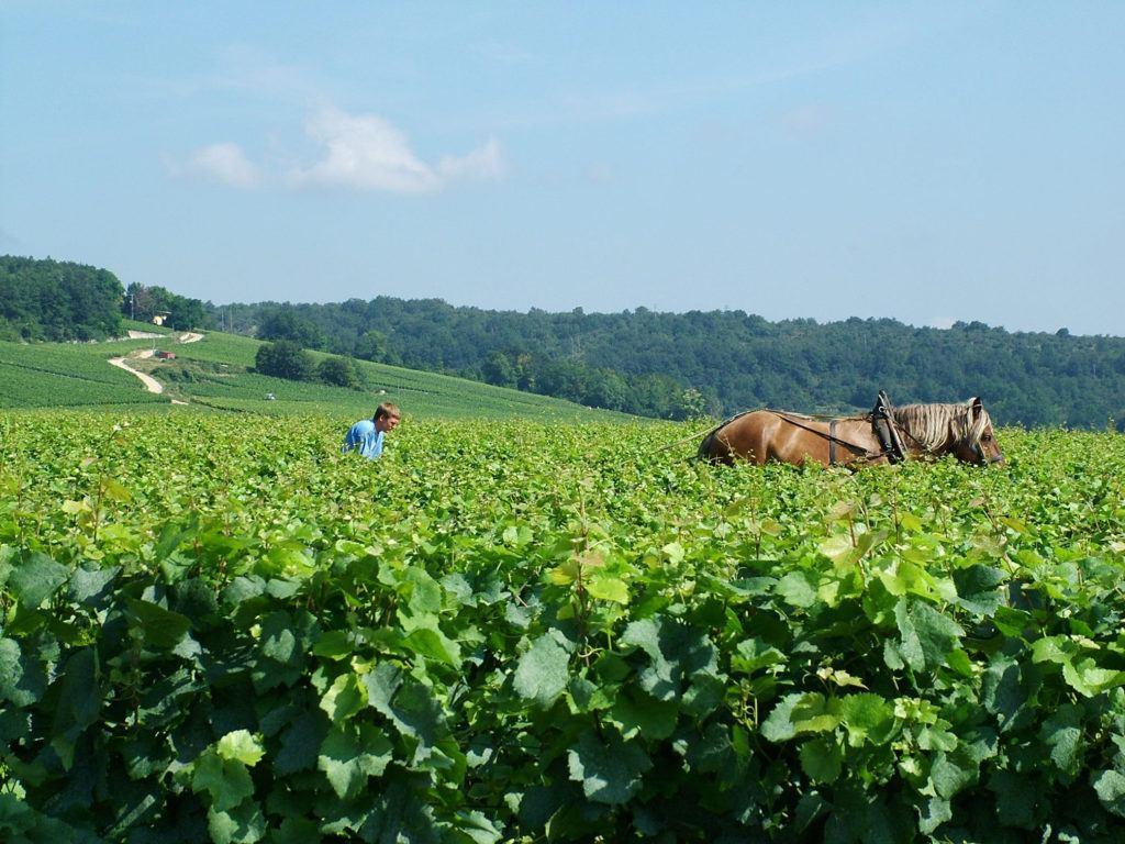 自然酒︱值得一試嗎? - WineNow HK