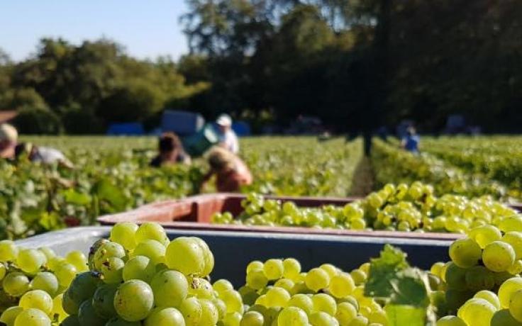 你喝的葡萄酒複雜嗎? - WineNow HK