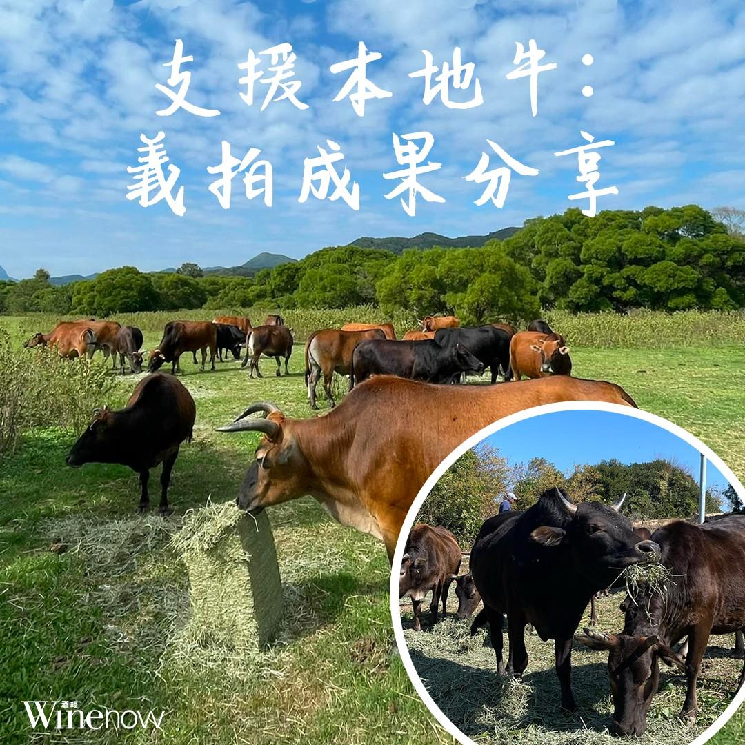 支援本地牛: 酒經聯同蛙王義拍｜成果分享 - WineNow HK